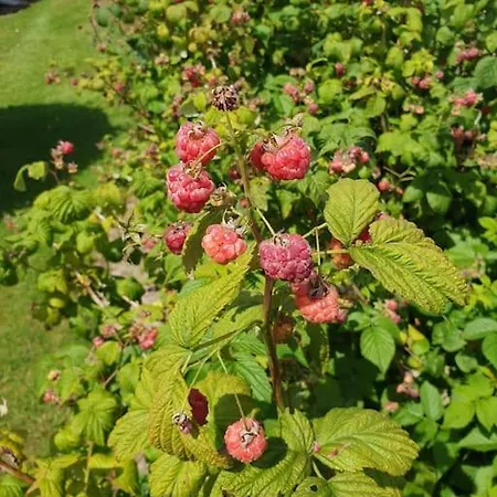 Maison Et Dependance De Gamme Proche De Deauville-trouville بيت للعطل